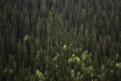 jakub_jarosinski-_02