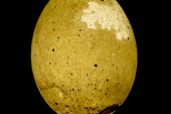 maciej_lewandowski_01